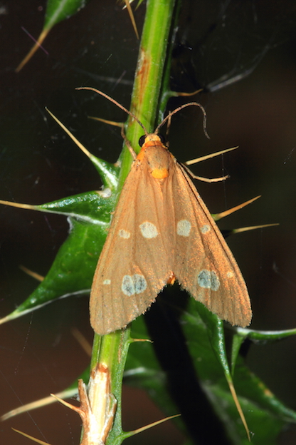 Erebidae 1 - Dysauxes famula